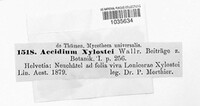 Aecidium xylostei image